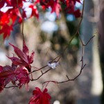 LJO Photography-St James-Flowerfields-engagement-0186