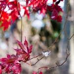 LJO Photography-St James-Flowerfields-engagement-0187