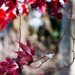 LJO Photography-St James-Flowerfields-engagement-0188