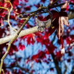 LJO Photography-St James-Flowerfields-engagement-0205