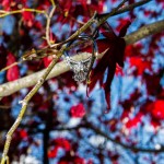 LJO Photography-St James-Flowerfields-engagement-0209